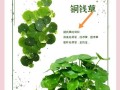 铜钱草的生长方式及关键因素探究（揭秘铜钱草的生长奥秘，解读影响因素）