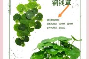 铜钱草的生长方式及关键因素探究（揭秘铜钱草的生长奥秘，解读影响因素）
