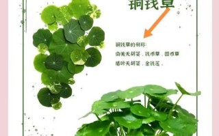 铜钱草的生长方式及关键因素探究（揭秘铜钱草的生长奥秘，解读影响因素）