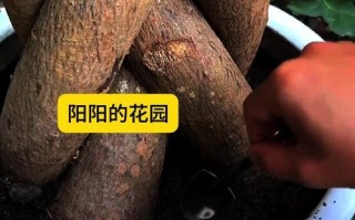 春兰叶子长倒伏怎么办（教你有效解决春兰叶子倒伏问题）