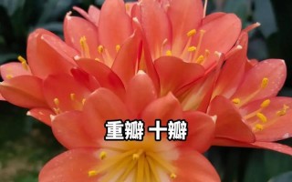 君子兰花的花期及养护技巧（掌握花期，享受绽放之美）