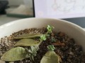 多肉植物神奇的再生能力（探索多肉植物的发芽奇迹）