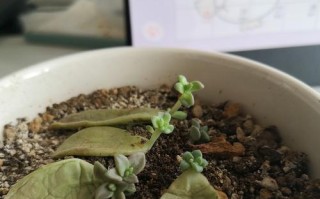 多肉植物神奇的再生能力（探索多肉植物的发芽奇迹）