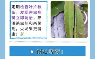 从种子到果实——火龙果的生长过程