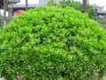 黄杨——不一般的草本植物（探究黄杨的特殊之处）