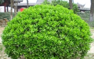 黄杨——不一般的草本植物（探究黄杨的特殊之处）