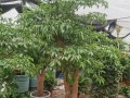 幸福树的养殖指南（打造温馨幸福的家园）