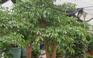 幸福树的养殖指南（打造温馨幸福的家园）