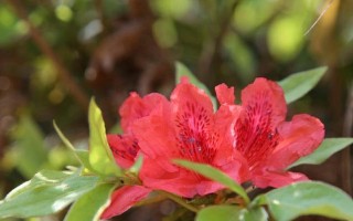 如意皇后与红杜鹃花的故事（一场盛世传奇的花开）