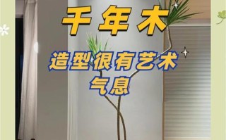 如何防止千年木叶子发软下垂？（原因分析及有效补救方法，让千年木叶子重现风姿）