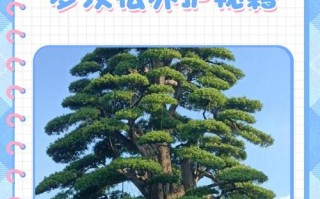 罗汉松冬天如何保护，不至于冻死？