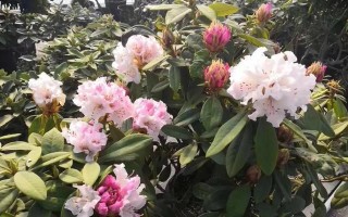 北方冬季养护杜鹃花的秘诀（北方杜鹃花养护关键技巧及注意事项）