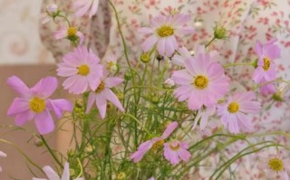 格桑花苗的移栽技巧（如何让格桑花苗成功移栽？移栽前后需要注意什么？）