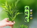 豆瓣种植（探究两种种植方式的优缺点，为你的豆瓣种植提供参考。）