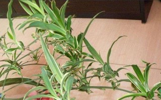 金鱼吊兰的浇水技巧（正确的浇水方法能让你的植物更健康茁壮）