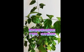 以幸福树向上卷叶子（唤醒内心的力量，寻找幸福的根源）