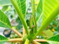 荷包蛋花的养殖技巧（掌握荷包蛋花的水、光、温度和施肥要点，让你的荷包蛋花生机勃发）
