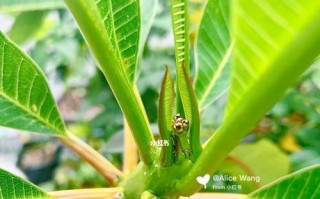 荷包蛋花的养殖技巧（掌握荷包蛋花的水、光、温度和施肥要点，让你的荷包蛋花生机勃发）