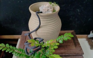 小叶紫檀盆景底部生虫子的处理方法（小叶紫檀盆景底部生虫子的原因及防治措施）