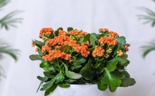 长寿花适合放在室内还是室外？（室内与室外放置场所比较，哪个更适合长寿花生长发展？）
