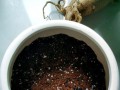 玫瑰在盆里的种植技巧（掌握关键技巧，打造盆栽玫瑰花园）