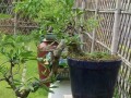 阳台上栀子的种植技巧（打造迷人的阳台花园，享受栀子的芬芳）