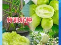 如何留下青瓜种子（一步步教你成功保存青瓜种子）