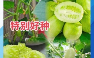 如何留下青瓜种子（一步步教你成功保存青瓜种子）