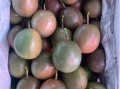 百香果——热带美味的多年生植物（百香果的生长习性、种植方法与营养价值）