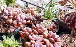 观音莲摘心打顶的正确时间和方法