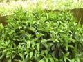 如何为非洲茉莉浇水才能让其更旺盛生长？（探究非洲茉莉的养护技巧与注意事项）