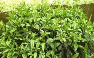 如何为非洲茉莉浇水才能让其更旺盛生长？（探究非洲茉莉的养护技巧与注意事项）