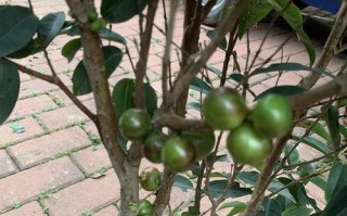 嘉宝果树种植指南（适合什么地方种植？）