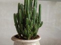 《如何培养黄毛掌开花，助你打造花坛中的明星植物》（让你的黄毛掌如火如荼般绽放，做好这些关键步骤！）