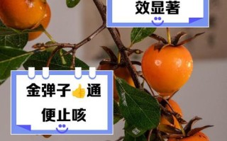 以金弹子挂果了，怎么还掉？（金弹子挂果技巧和注意事项）