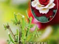 玫瑰花的种植与养护指南（从选址到繁殖，一步步教你打造美丽的玫瑰花园）