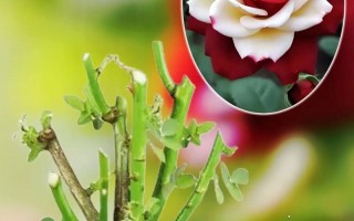 玫瑰花的种植与养护指南（从选址到繁殖，一步步教你打造美丽的玫瑰花园）