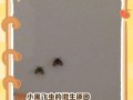 家里花有白色飞虫？原因和处理方法大揭秘！