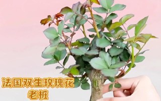 玫瑰花水养的关键技巧（如何在水中养活玫瑰花的秘诀）