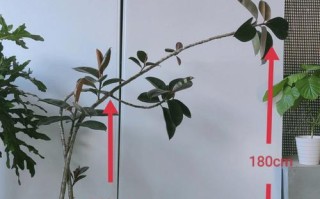 如何培养橡皮树侧枝长粗（提高橡皮树侧枝粗壮度的实用技巧）