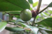 如何种植茶花种子？从选购到管理，全面指导茶花种子种植