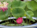 探秘水中植物的养护之道（深入了解水中植物养护技巧，助你打造清新水景）