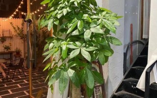 如何种植一棵美观的自发财树（打造理想中的自发财树园景，关键是种植技巧与美化手法）