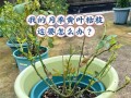 月季花根烂了怎么办（教你如何救治病态月季花根）