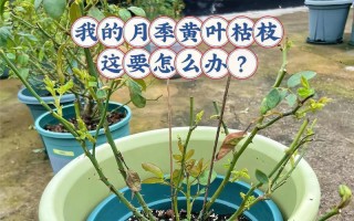 月季花根烂了怎么办（教你如何救治病态月季花根）