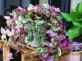 冬季养护吊竹梅，做好六步骤（打造花园里的美丽，让吊竹梅越冬更加健康）