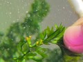 黑木蕨叶子卷曲原因与处理方法（如何有效防治黑木蕨叶子卷曲问题）