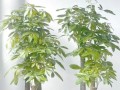 如何应对发财树叶子冻伤（有效恢复发财树叶子的健康状态）