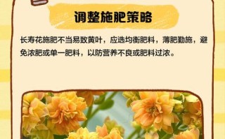 夏天长寿花叶子尖发黄的原因与解决方法（夏季高温导致长寿花叶子发黄，如何处理？）