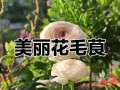 以毛茛花为主题的种植技巧与养护指南（打造美丽花园，从毛茛花开始）